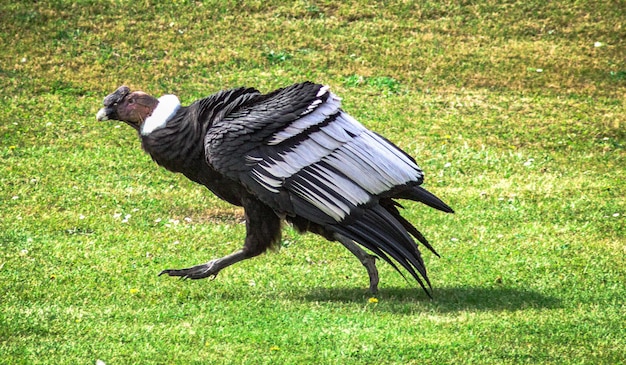 Foto condor andino caminhando no chão