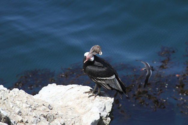 Cóndor andino en la costa rocosa