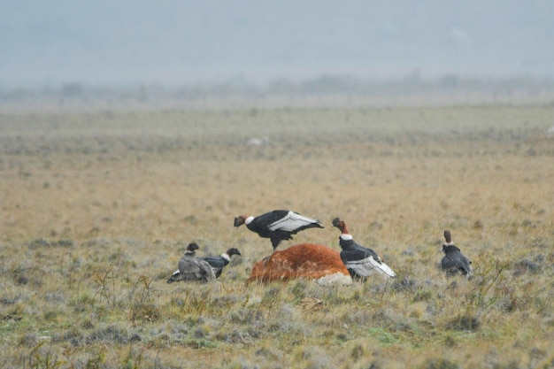 El cóndor andino es una especie de ave de la familia cathartidae.