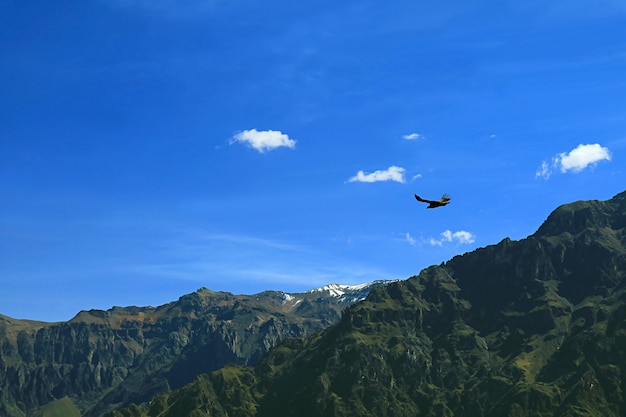 Cóndor Andino volando sobre el Cañón del Colca, Región Arequipa del Perú