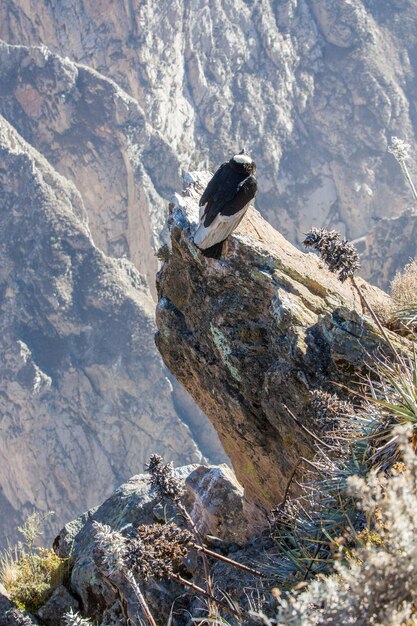 Condor at Colca Canyon sittingPeruSouth America Dies ist ein Kondor, der größte fliegende Vogel der Welt