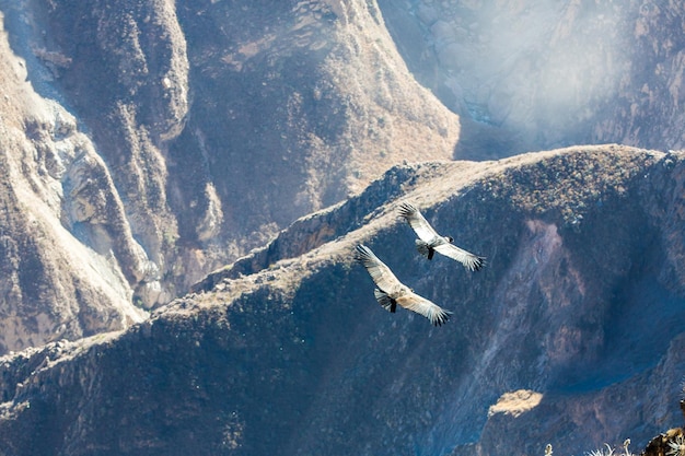 Condor at Colca Canyon sittingPeruSouth America Dies ist ein Kondor, der größte fliegende Vogel der Welt