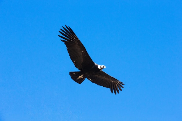 Cóndor en el cielo