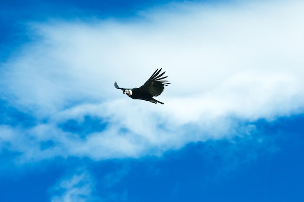 Cóndor en el cielo