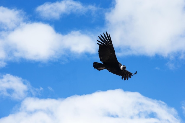 Cóndor en el cielo