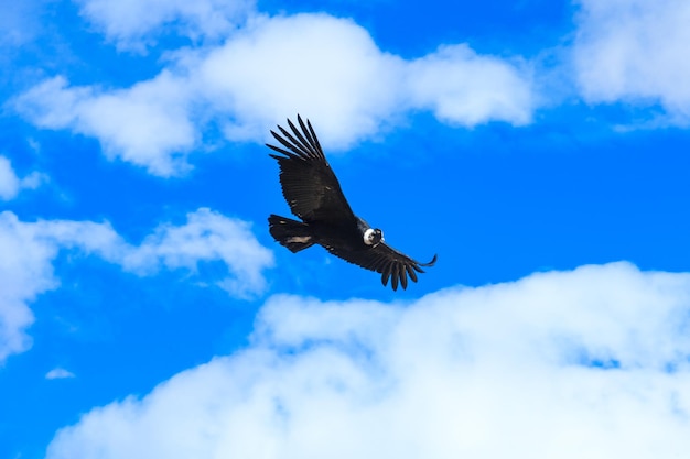 Cóndor en el cielo