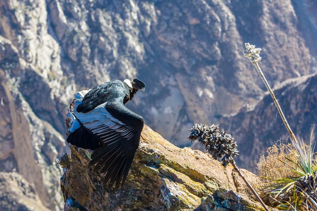 Condor no canyon do Colca sentadoPeruAmérica do Sul Este é um condor o maior pássaro voador da terra