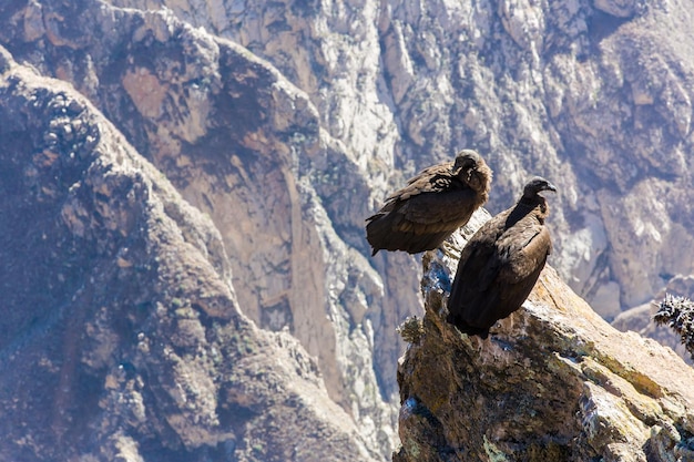 Condor no canyon do Colca sentadoPeruAmérica do Sul Este é um condor o maior pássaro voador da terra