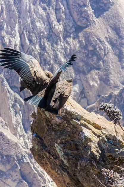 Condor no canyon do Colca sentadoPeruAmérica do Sul Este é um condor o maior pássaro voador da terra