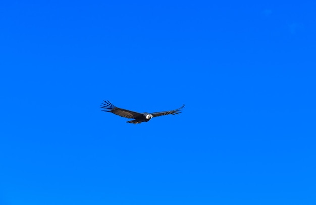 Condor no céu