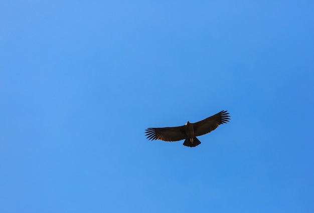 Condor voador no cânion Colca, Peru