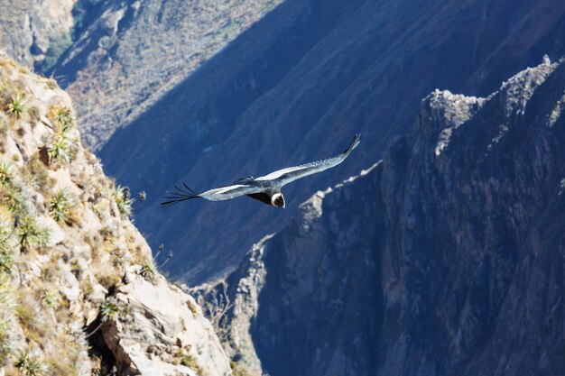 Condor voador no cânion Colca, Peru