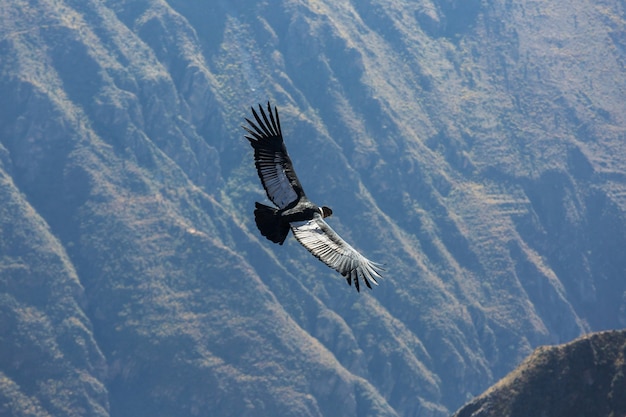 Condor voador no cânion colca, peru