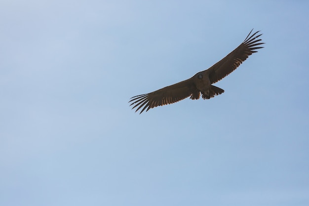 Condor voador no cânion colca, peru