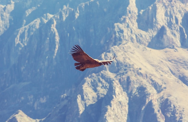 Condor voador no cânion colca, peru