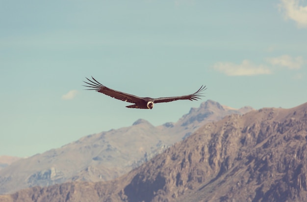 Condor voador no cânion colca, peru