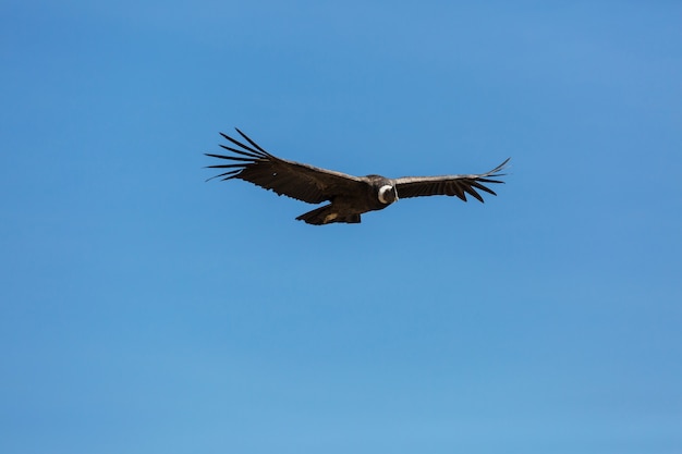 Condor voador no cânion Colca, Peru