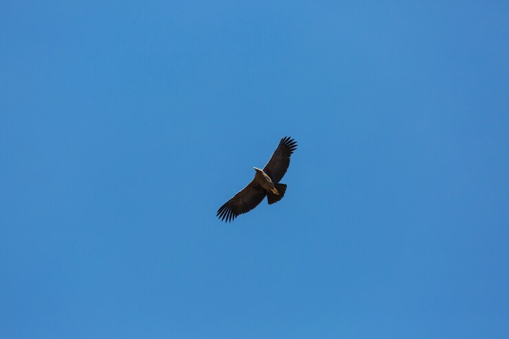 Foto condor voador no cânion colca, peru