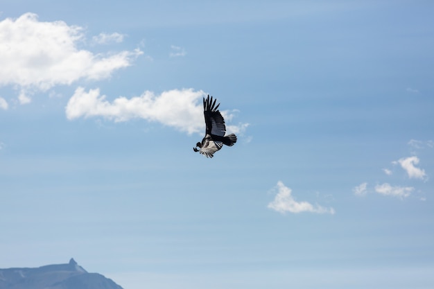 Condor voador no cânion Colca, Peru