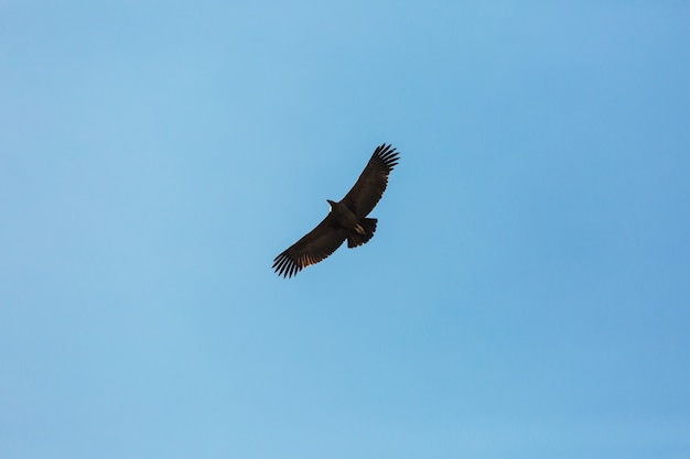 Condor voador no cânion Colca, Peru