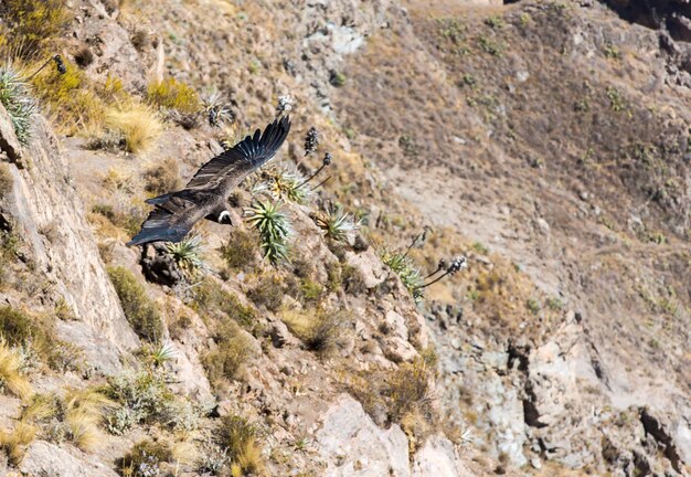 Condor voador sobre o cânion do ColcaPeruAmérica do Sul Este é um condor o maior pássaro voador da terra