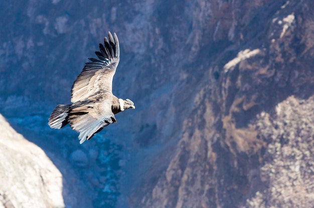 Condor voador sobre o cânion do ColcaPeruAmérica do Sul Este é um condor o maior pássaro voador da terra