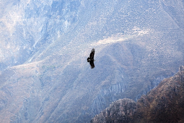 Condor voando acima das montanhas