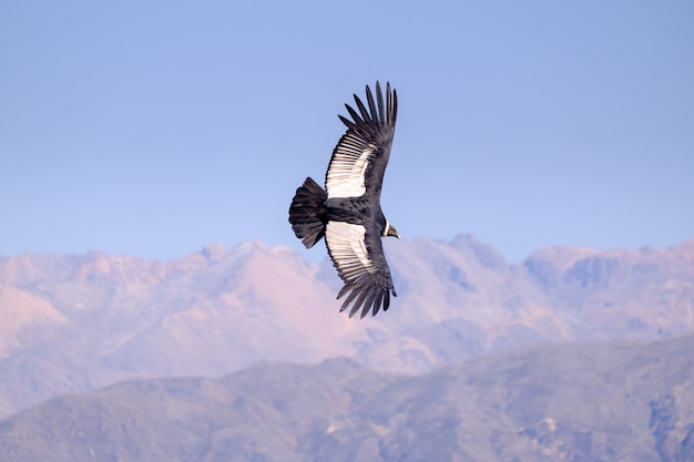 Condor voando acima do desfiladeiro de colca no peru