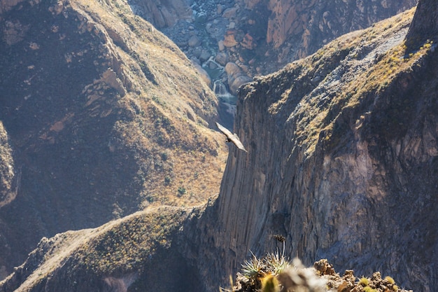 Cóndor volador en el cañón del Colca, Perú