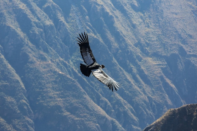 Foto cóndor volador en el cañón del colca, perú