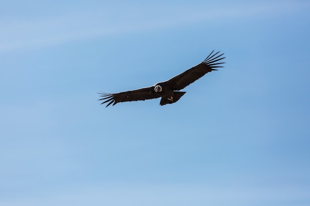 Cóndor volador en el cañón del Colca, Perú