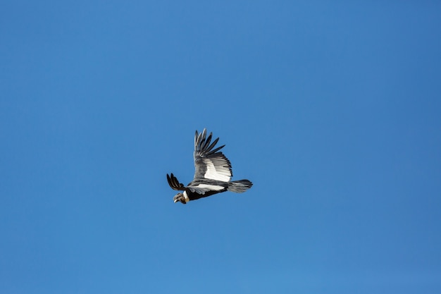 Cóndor volador en el cañón del Colca, Perú