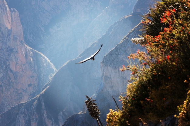 Cóndor volador en el cañón del Colca, Perú