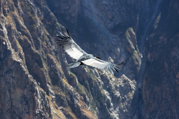 Cóndor volador en el cañón del Colca, Perú