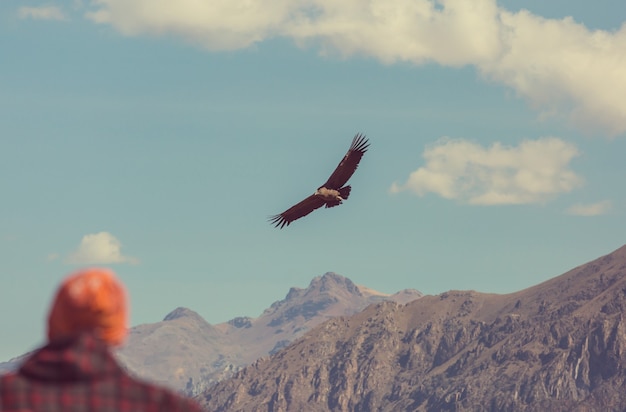 Cóndor volador en el cañón del Colca, Perú