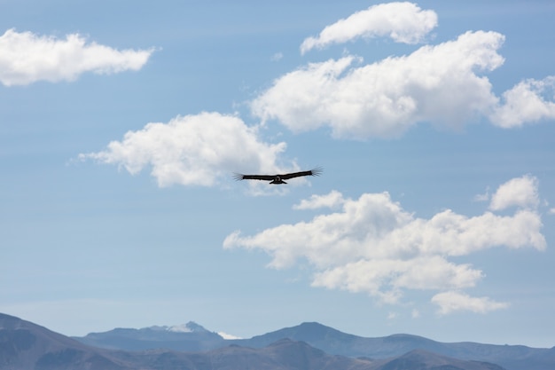 Cóndor volador en el cañón del Colca, Perú