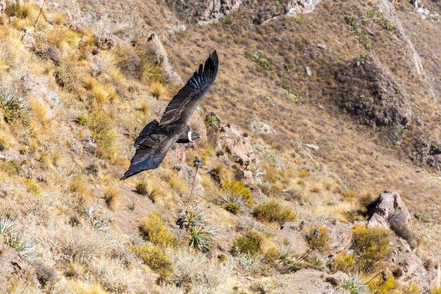 Foto cóndor volador sobre el cañón del colcaperúamérica del sur este cóndor es el ave voladora más grande de la tierra