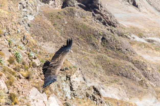 Cóndor volador sobre el cañón del ColcaPerúAmérica del Sur Este cóndor es el ave voladora más grande de la tierra