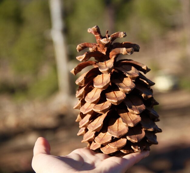 Foto cone à mão