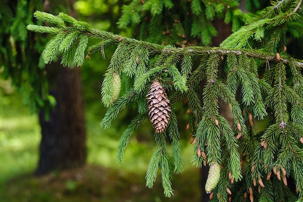 Cone de abeto em um galho de uma árvore de abeto na floresta na natureza.