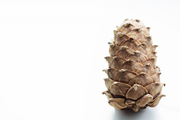 Cone de cedro isolado no branco. Fechar-se. Copie o espaço.