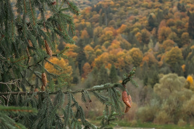 Cone de coníferas na floresta de outono nas montanhas Pinheiro com cone em fundo florestal brilhante