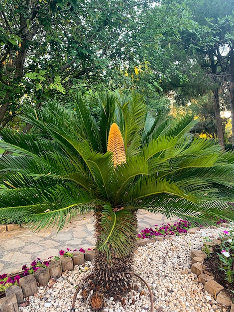 Cone de cycas rumphii de planta perene.