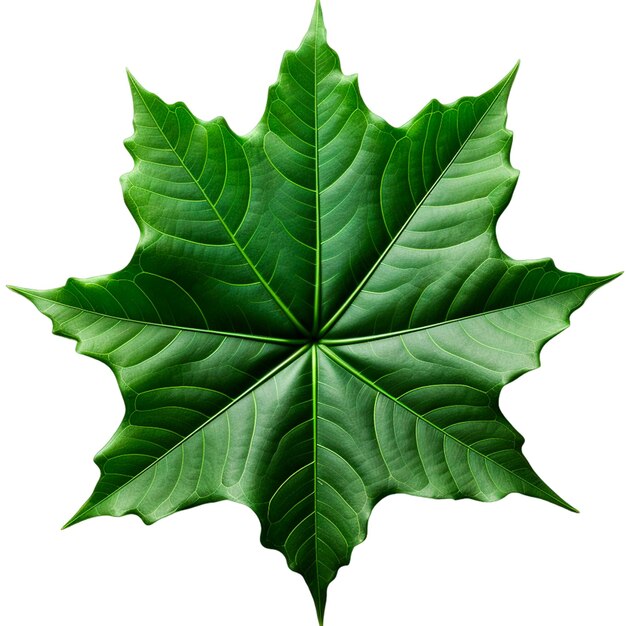 Ícone de folha de cannabis