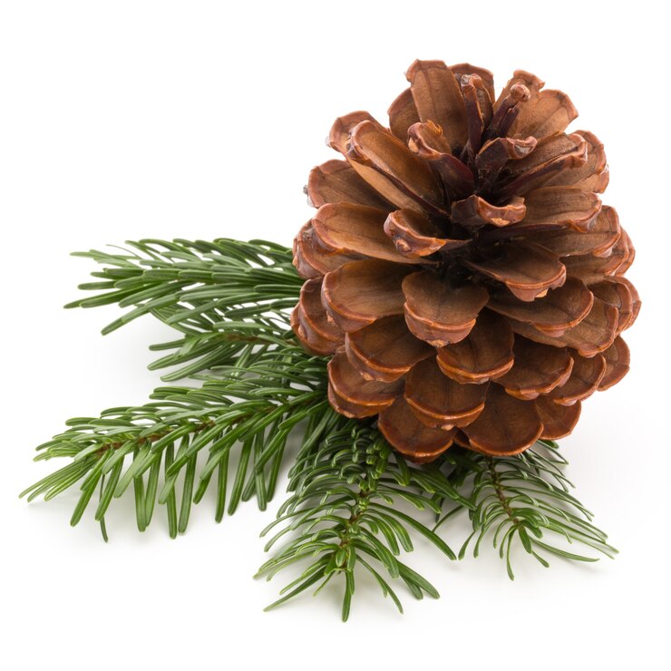 Foto cone de natal com bagas vermelhas em um fundo de bokeh
