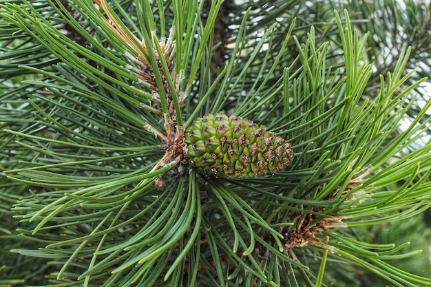 Cone de pinheiro de montanha Pinus Mugo com botões, galho longo e coníferas. Mughus pumilio cultivar