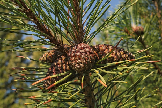 Cone de pinheiro de montanha Pinus Mugo com botões, galho longo e coníferas. Mughus pumilio cultivar