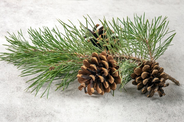 Cone e galho de árvore de Natal