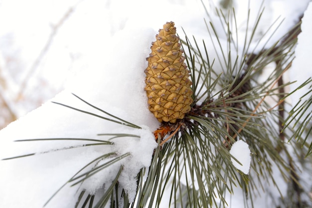 Cone em um galho coberto de neve