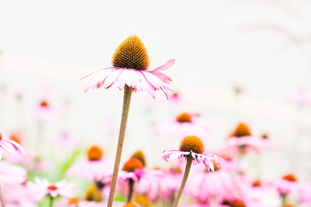 Cone flor, echinacea.